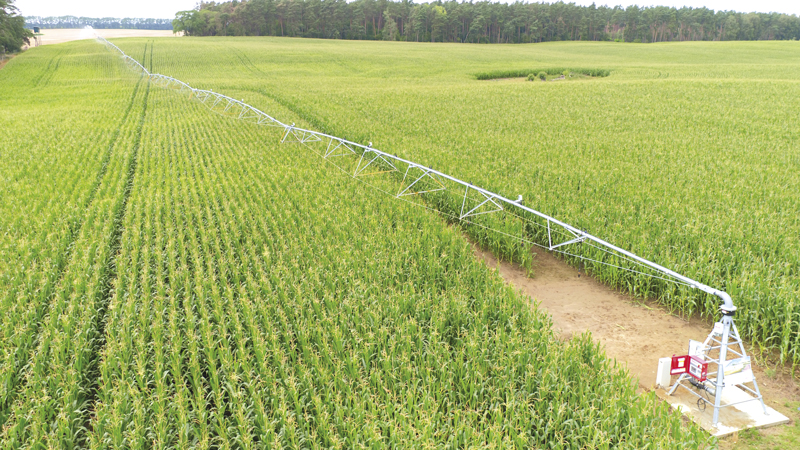 Großes grünes Maisfeld mit langer Bewässerungsleitung