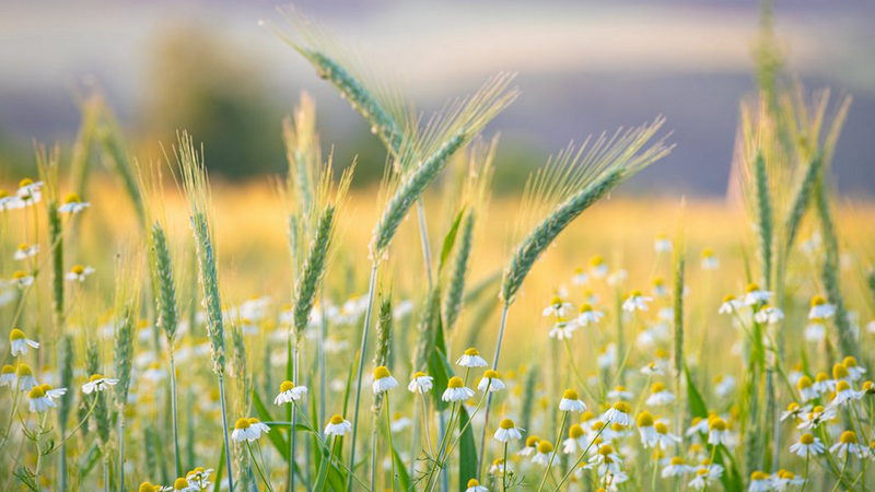 Bild zeigt ein Feld mit Ähren und Blumen.