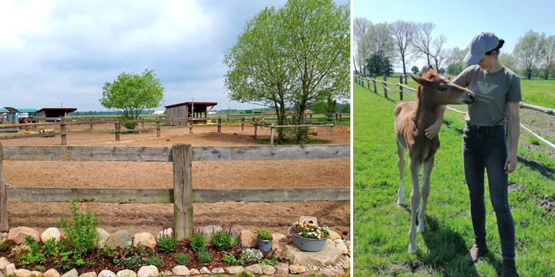 Fotocollage die links Pferdepaddocks mit Unterständen enthält und rechts ein Fohlen mit einer Frau auf der Weide.