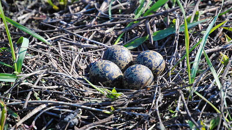 Bild enthält ein Kiebitzgelege.