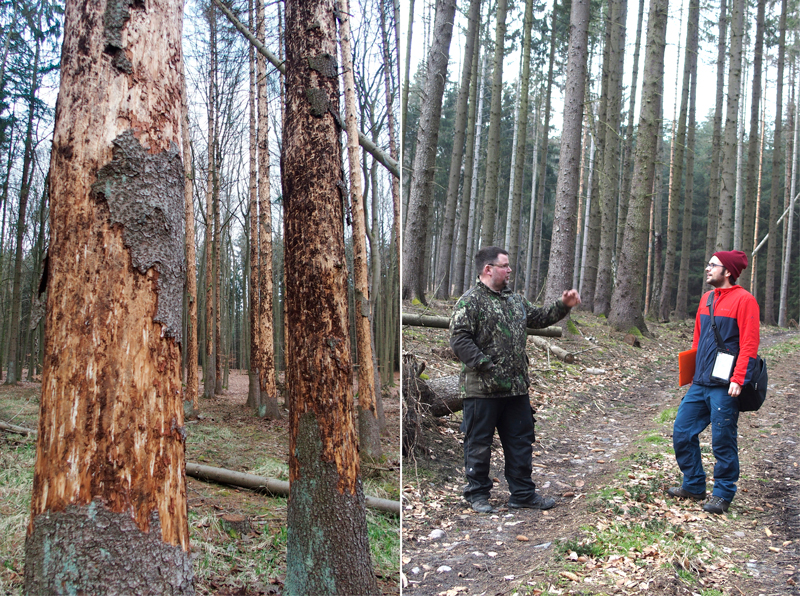 Links: ein Bild, dass einen Baum mit Borkenkäferbefall enthält. Rechts: ein Bild, das zwei Personen im Wald, Boden, und Bäume enthält.