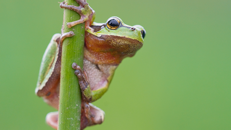 PdM 07-25 Top Bild zeigt einen Laubfrosch