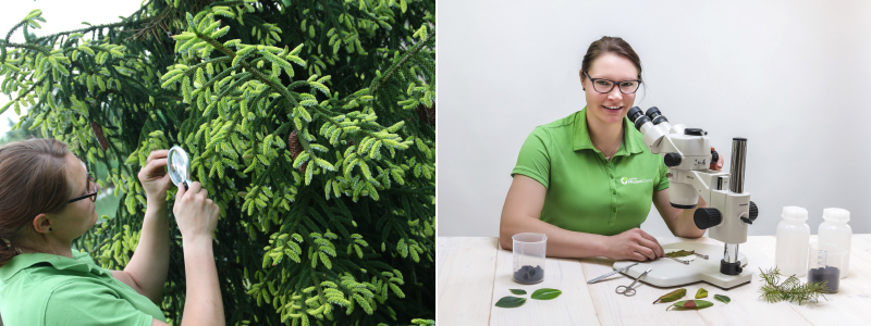 Bild links: Frau mit Lupe untersucht einen Nadelbaum; Bild rechts: Frau untersucht Pflanzenteile unter einem Mikroskop
