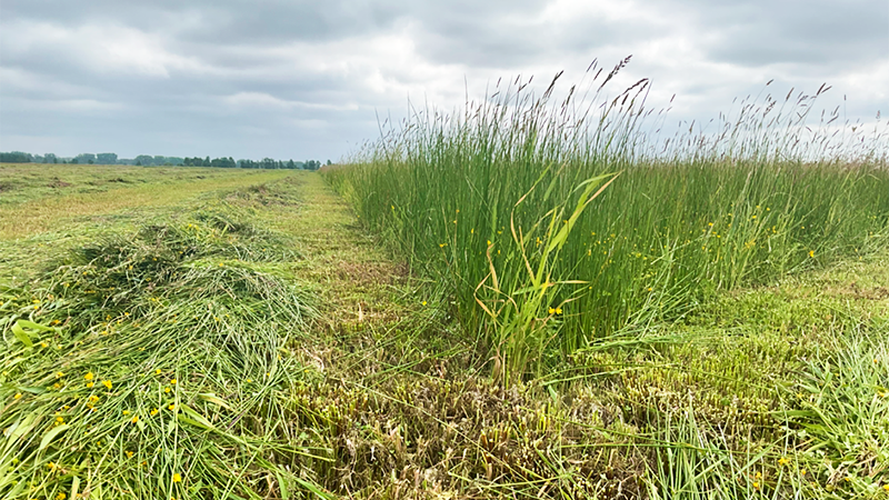 Bild enthält eine gemähte Wiese, bei der das Gras in Teilen stehen gelassen wurde.