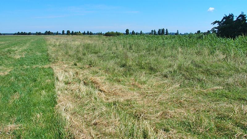 Bild enthält einen breiten Streifen mit hohem Gras am Uferrand.