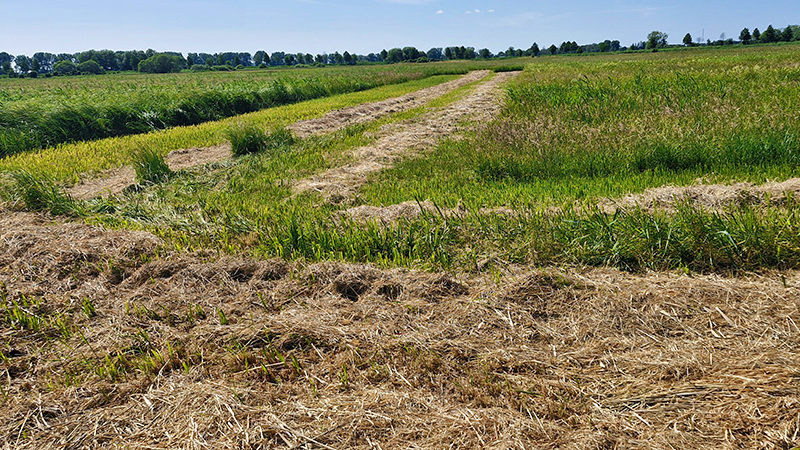 Bild enthält eine teilgemähte landwirtschaftliche Fläche.