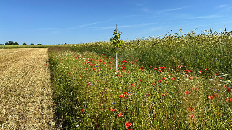 Bild zeigt ein gemähtes Feld mit einer Wildwiese daneben