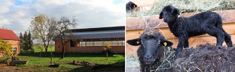 Links: Bild enthält ein Haus, ein Stallgebäude, Wiese und Bäume; Rechts: Bild enthält ein dunkles Schaf mit einem Lamm im Stall.