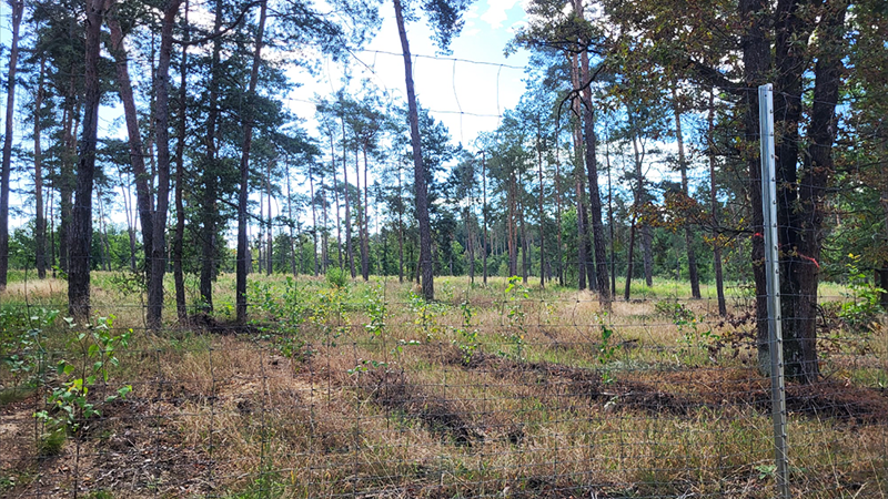 PdM 10-25 start Das Bild enthält eine Waldfläche mit einzelnen alten Kiefern und Neuanpflanzungen mit Wildschutzzaun. Wald ökologisch stabiler machen