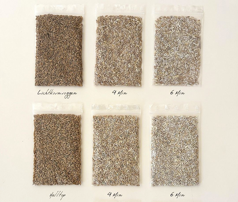 Bild enthält je drei verschiedene Abbildungen von zwei Roggensorten (natur und zwei Schleifgrade).