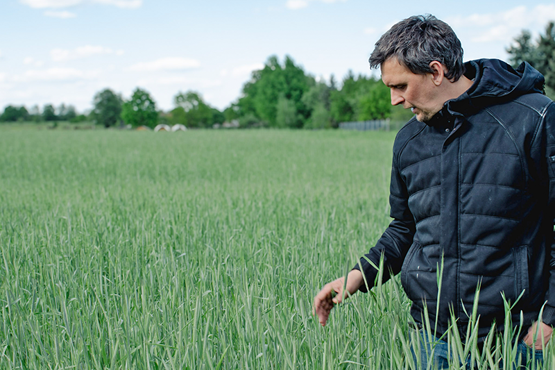 Bild enthält ein Roggenfeld indem seitlich ein Mann steht.