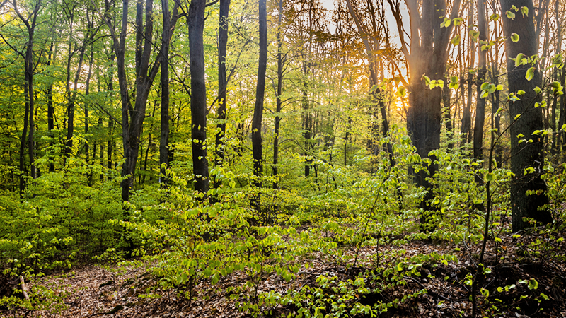 Start_Wald_Kurzfilm