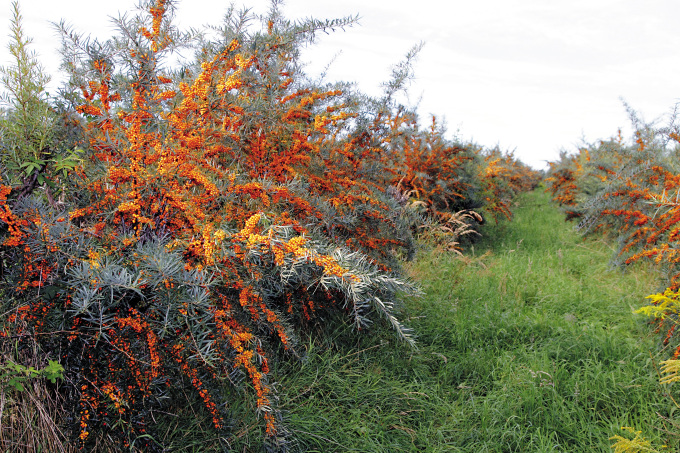 PdM_10-12_Sanddorn-e