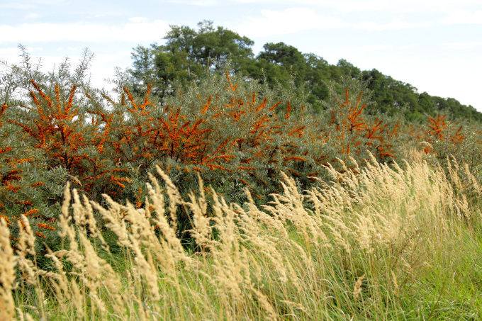 PdM_10-12_Sanddorn2-g