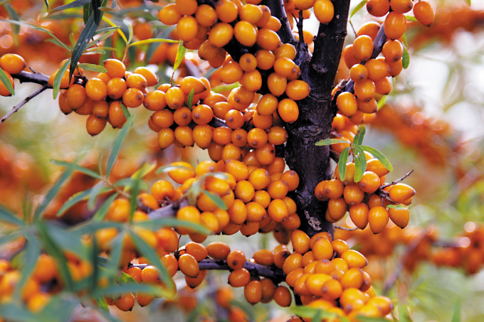 PdM_10-12_Sanddorn_Detail-d